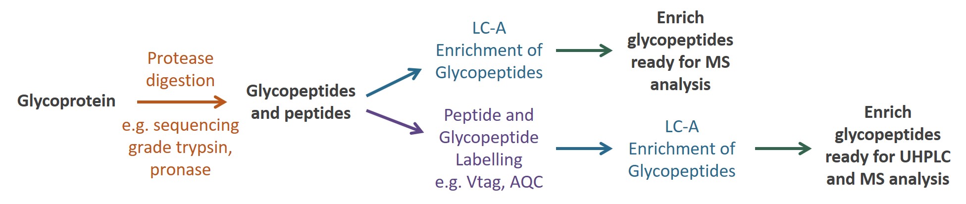Ludger Glycopeptide Enrichment - LC-A-24 cartridges Workflow