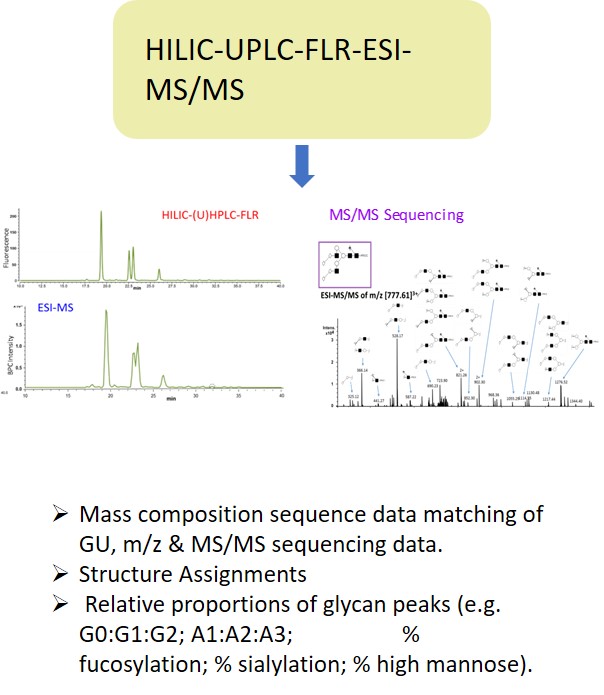 Ludger Glycan Analysis - Level 2 - LC MS/MS glycan charactersiation