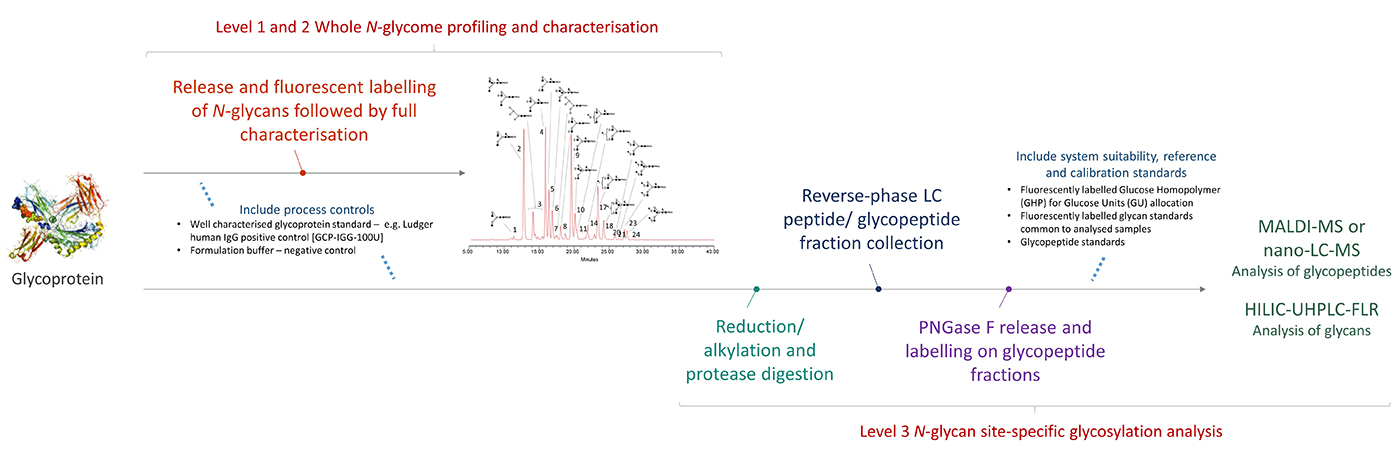 Ludger - Glycan Analysis - Workflow for Level 3 N-glycan Site-Specific Glycosylation Analysis